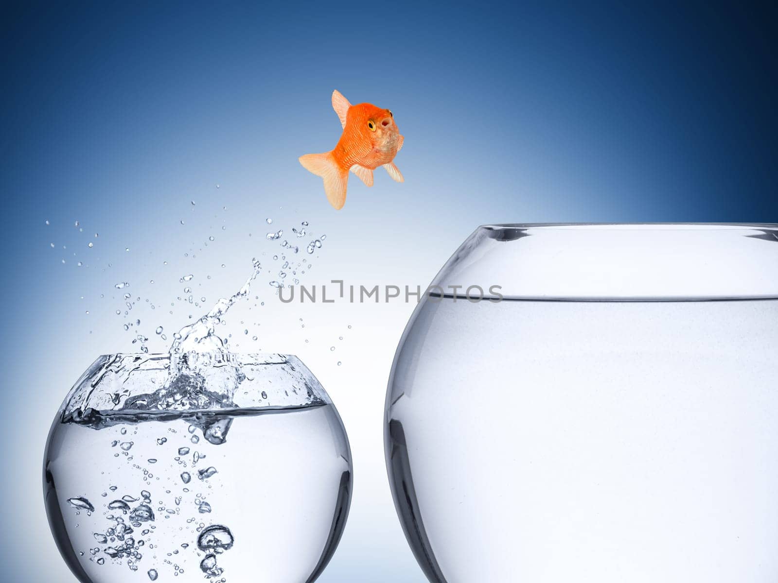 fish rise concept