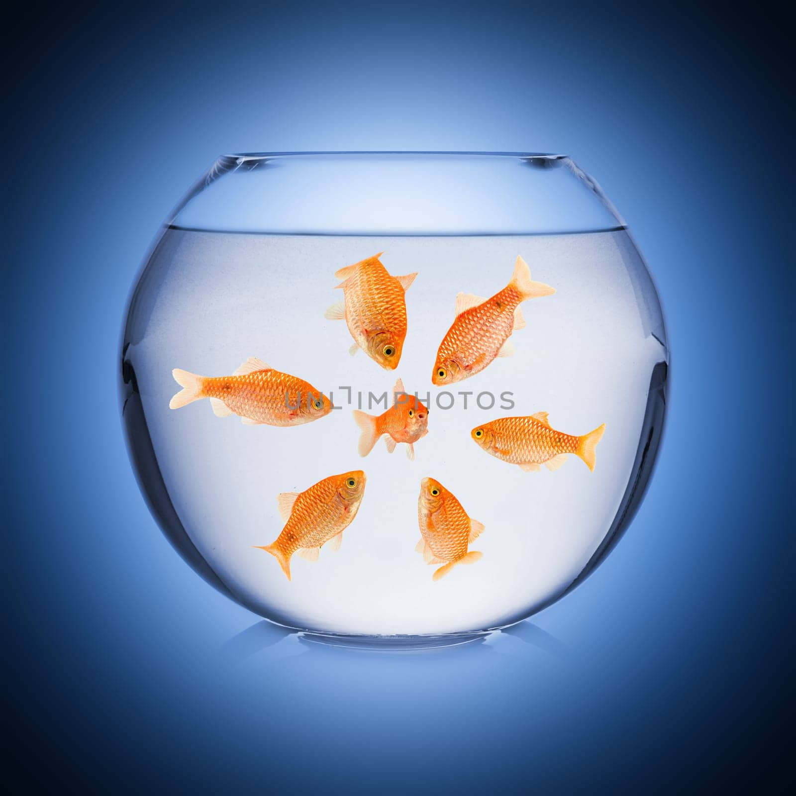 mobbing concept in fish bowl