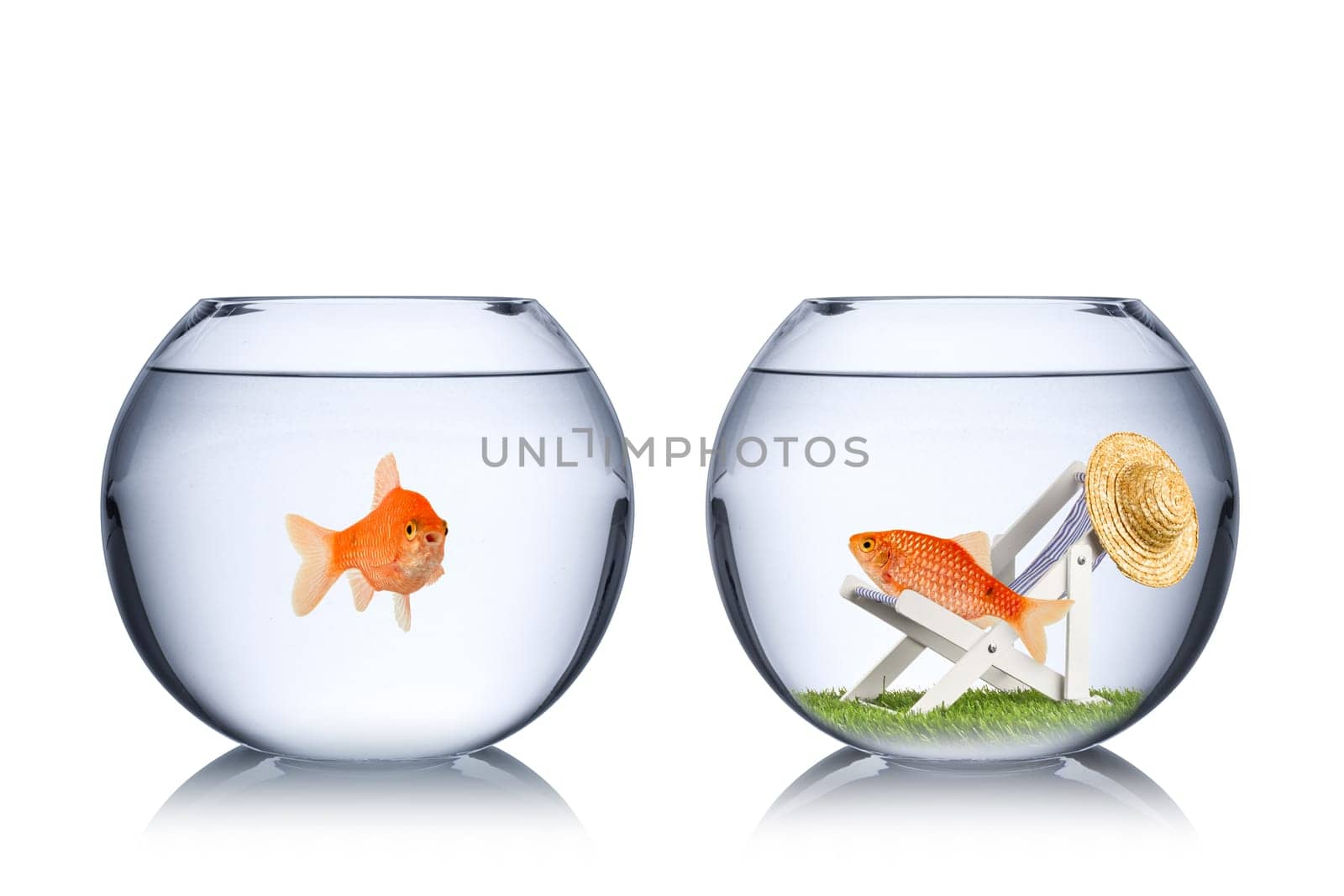 holiday fish concept