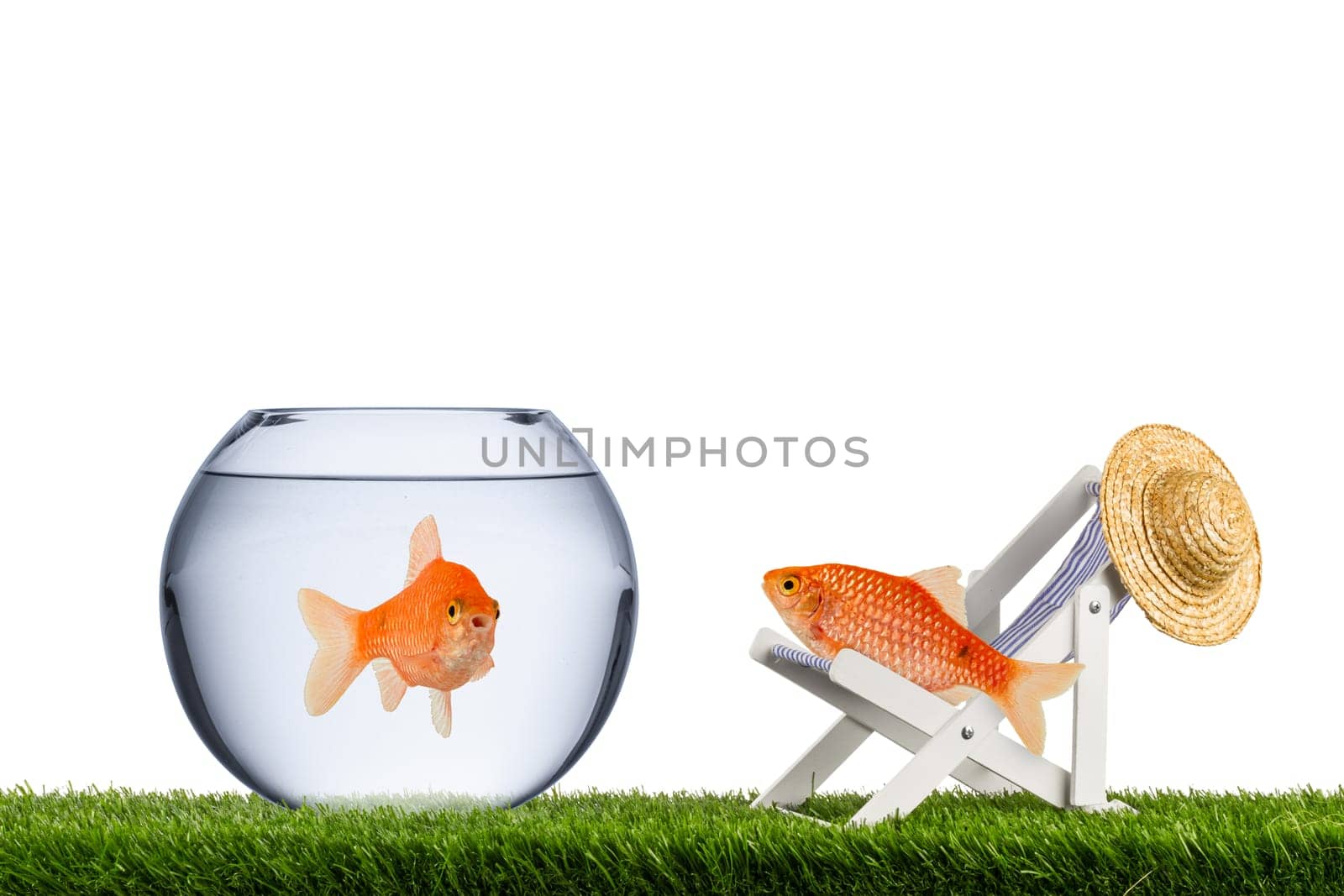 freedom fish concept