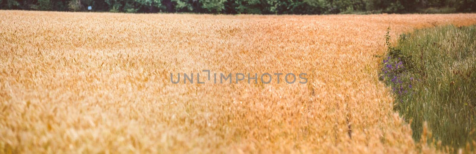 Yellow grain ready for harvest growing  in a farm field