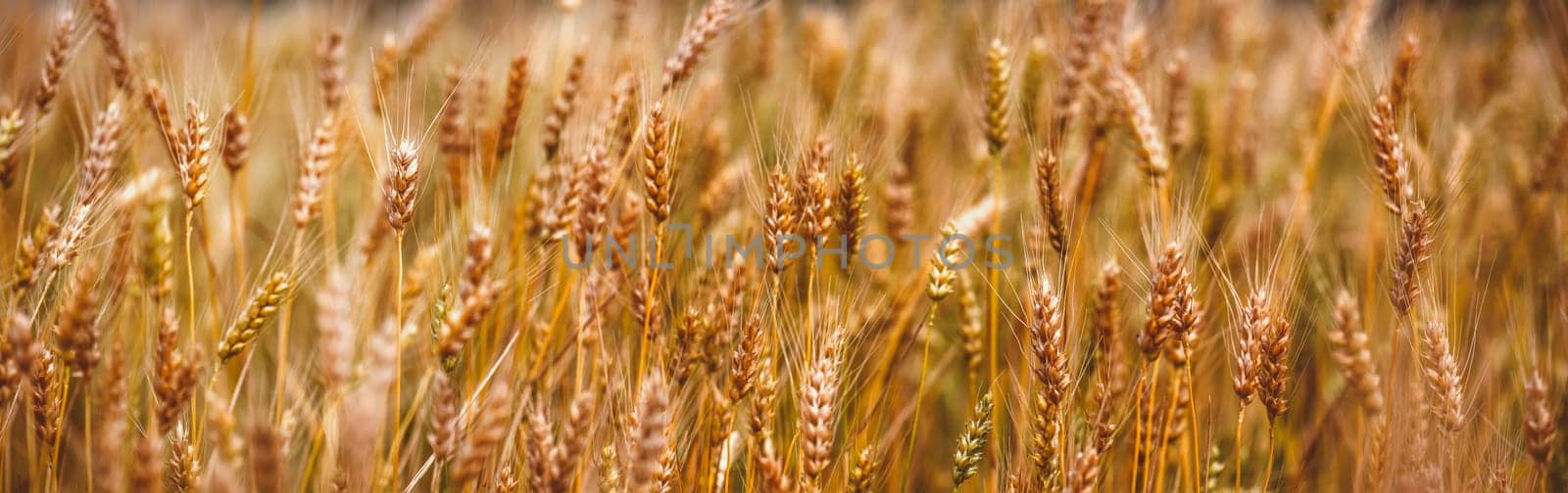 Yellow grain ready for harvest growing  in a farm field