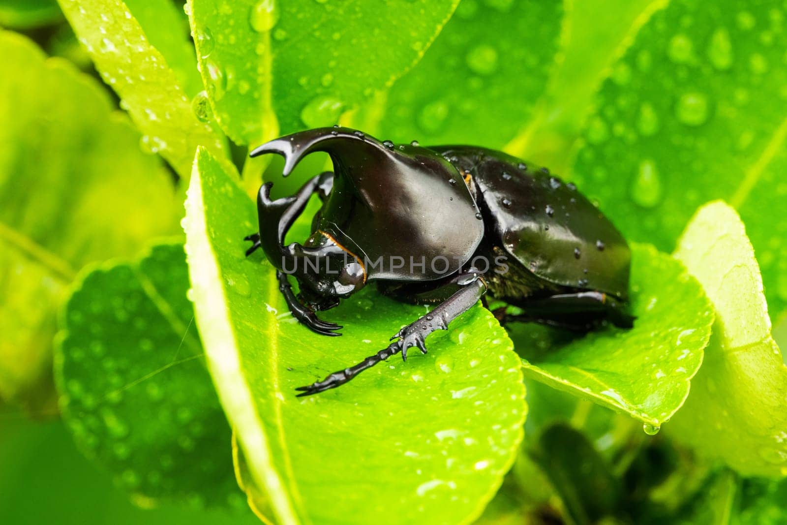 close up of animal sit on leaf with raindrops