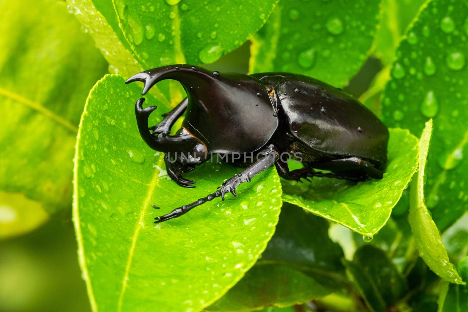 close up of animal sit on leaf with raindrops