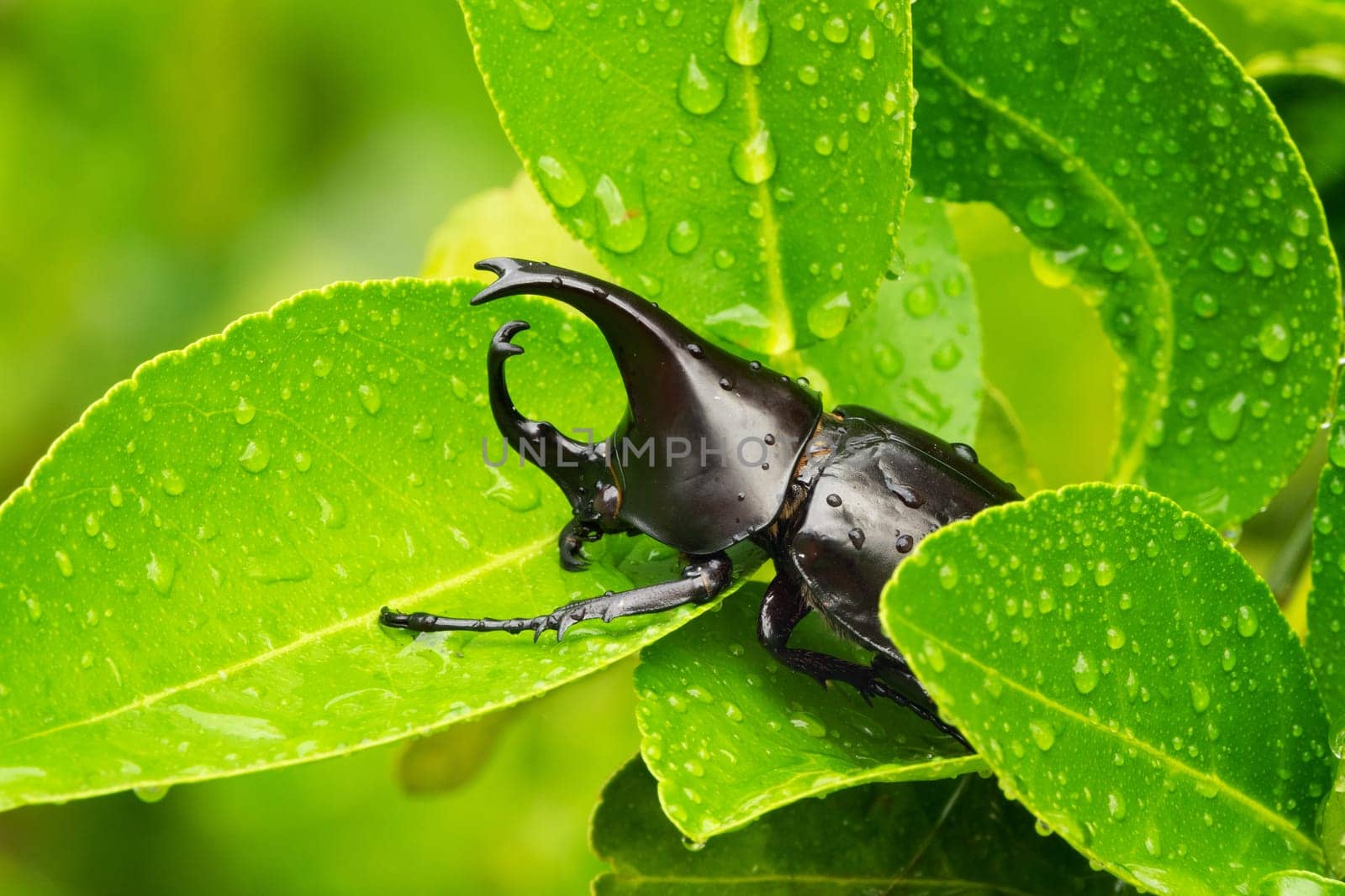 close up of animal sit on leaf with raindrops