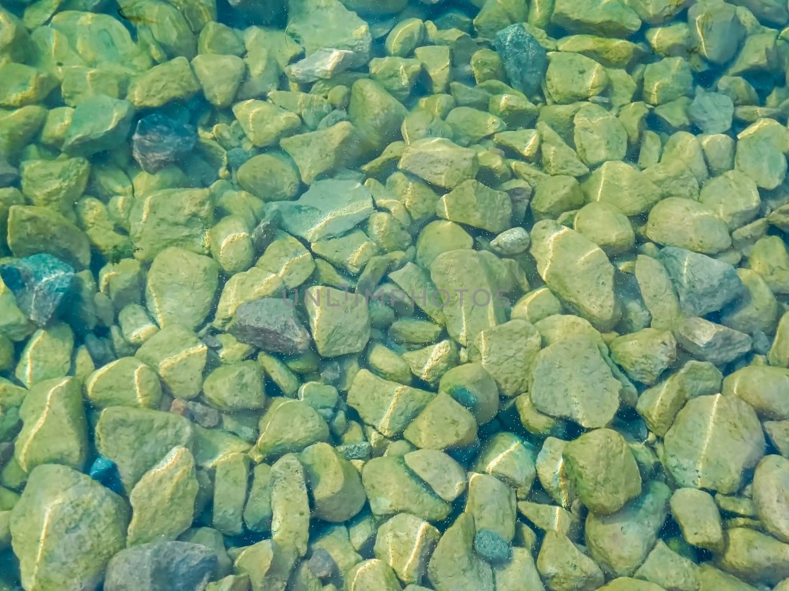 Duckweed in between stones at the waters edge.