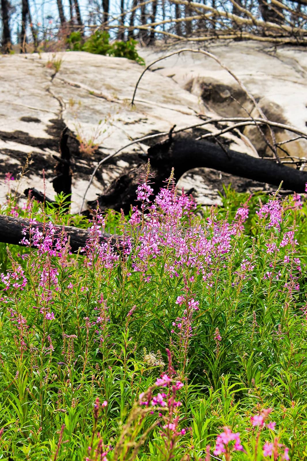 Chamerion angustifolium growing with burnt trees in the background.