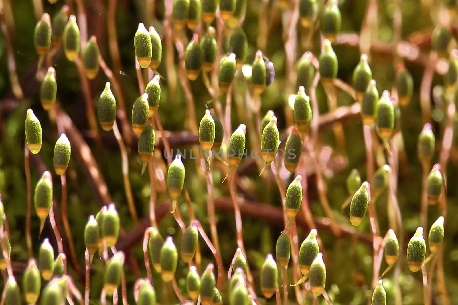 Macro view of moss capsules in the morning sunlight.