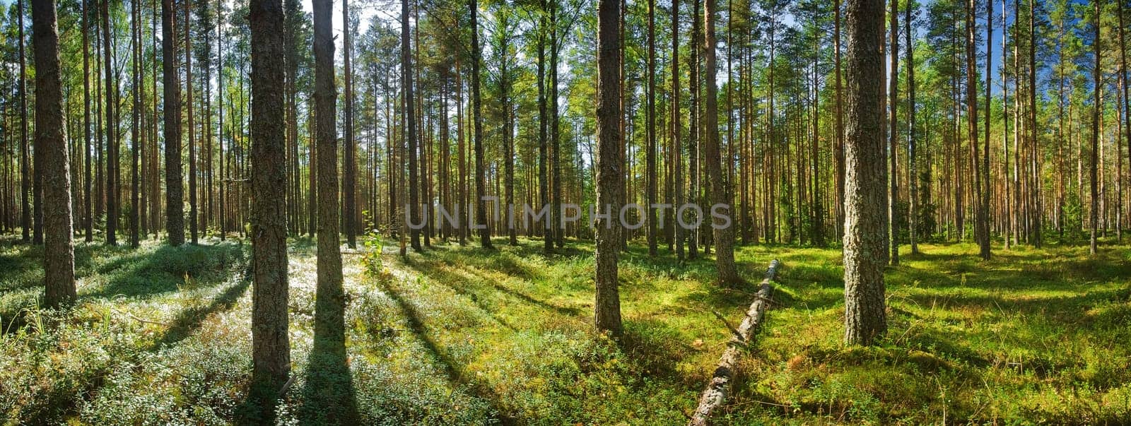 Lahemaa national park forest in late summer