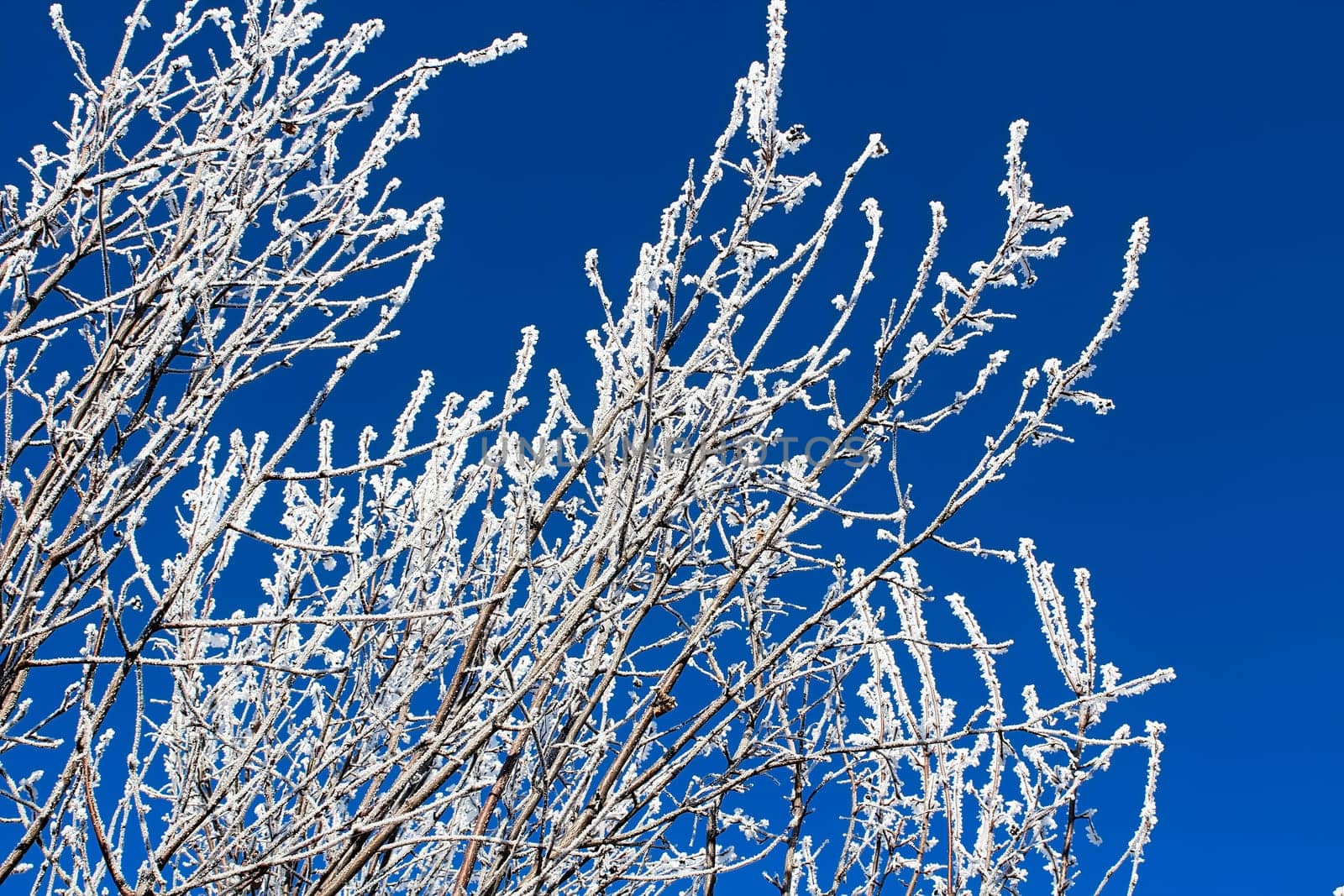 White frost clinging to branches against a blue sky.
