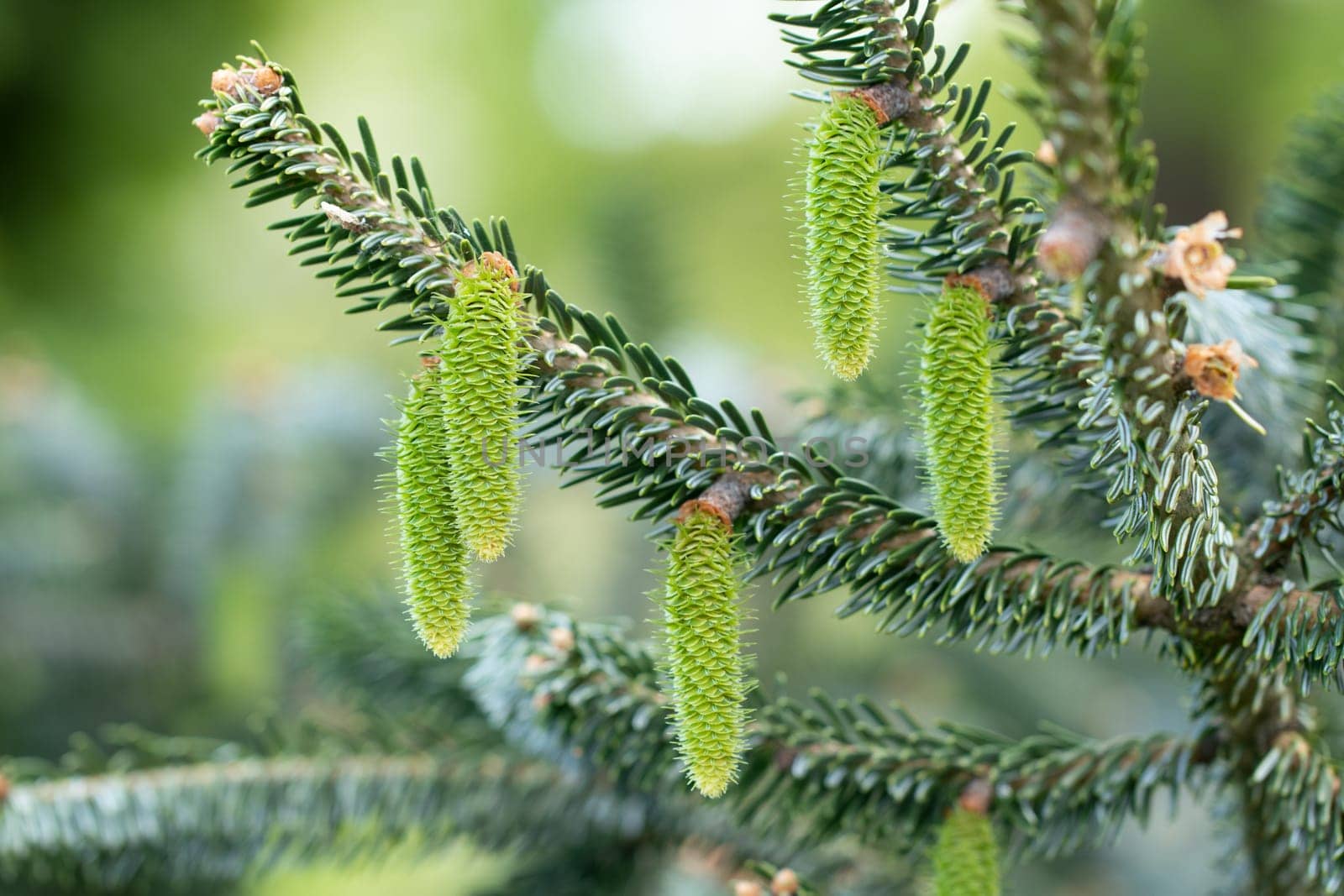 Cones background. Close-up of young green fir-tree cones on tree branches. Christmas decoration. Macro.
