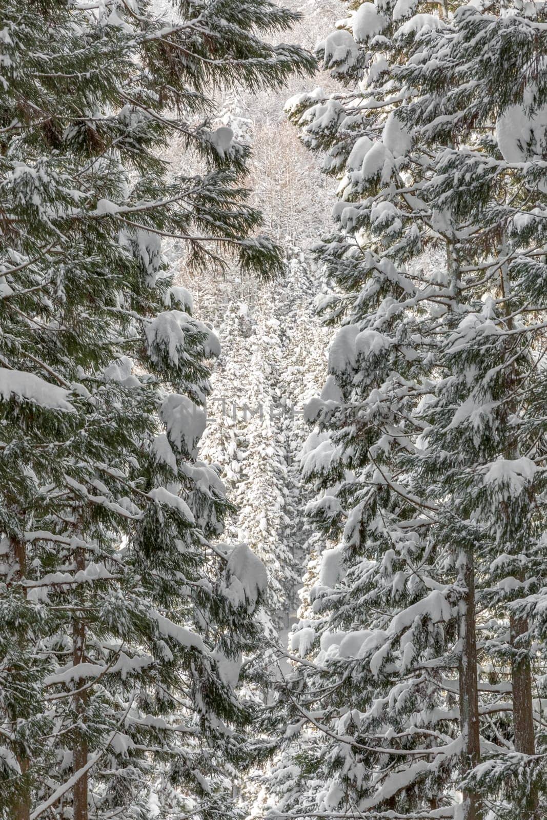 winter Landscape of Pine Forest at yudanaka Nagano Chubu Japan