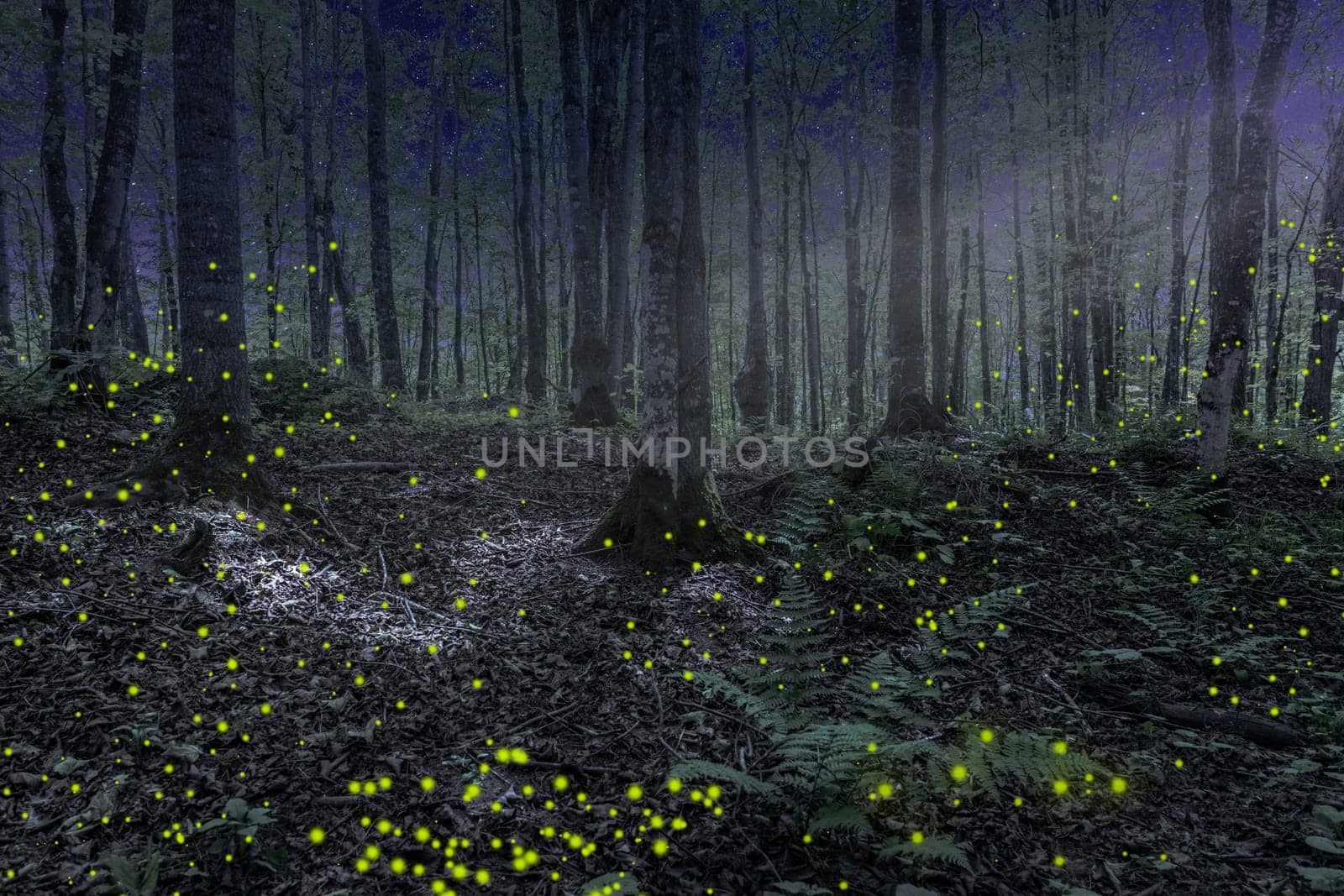 Beautiful nighttime forest scene with moonlight and fire flies in Northern Michigan