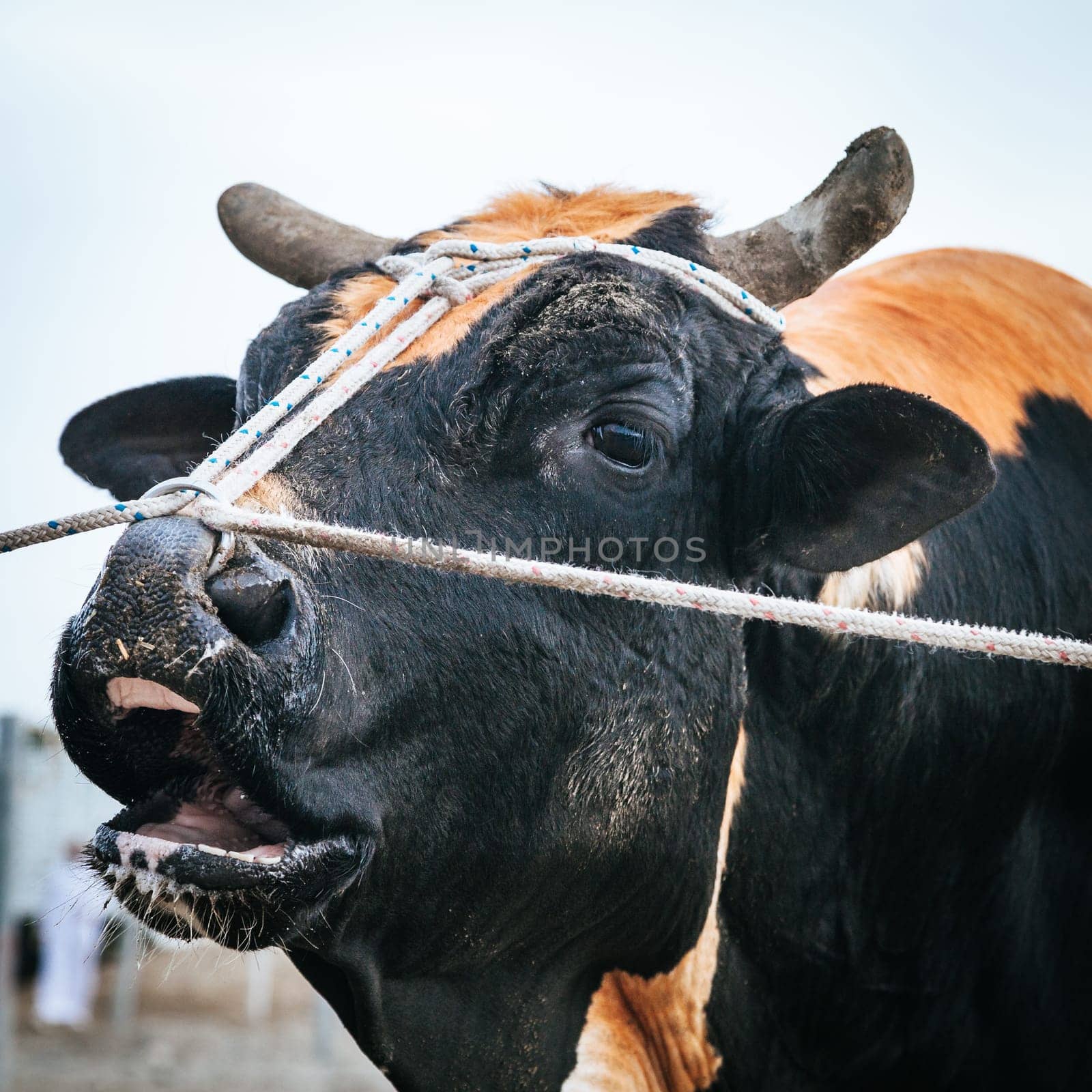 Bulls are tied as they await their turn to fight in traditional bull fighting in Fujairah, UAE
