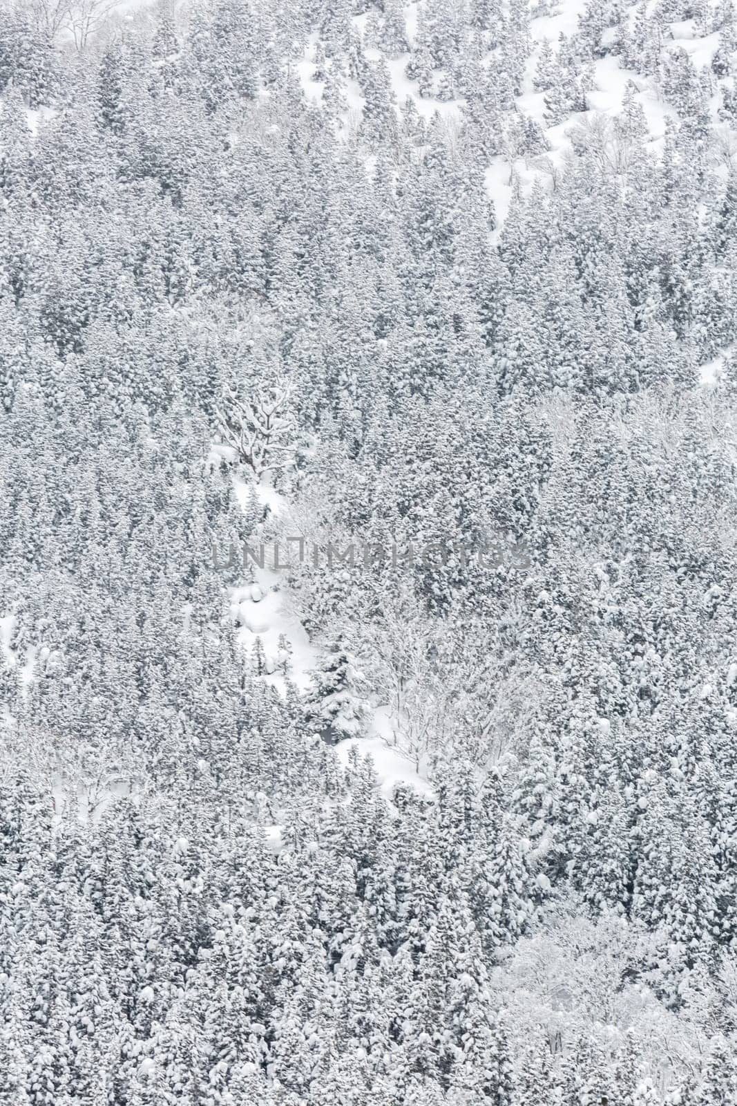 winter Landscape of Pine Forest at Shirakawago Chubu Japan