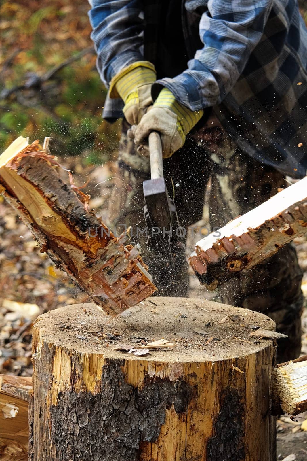 Closeup of birch wood being chopped on a stump.