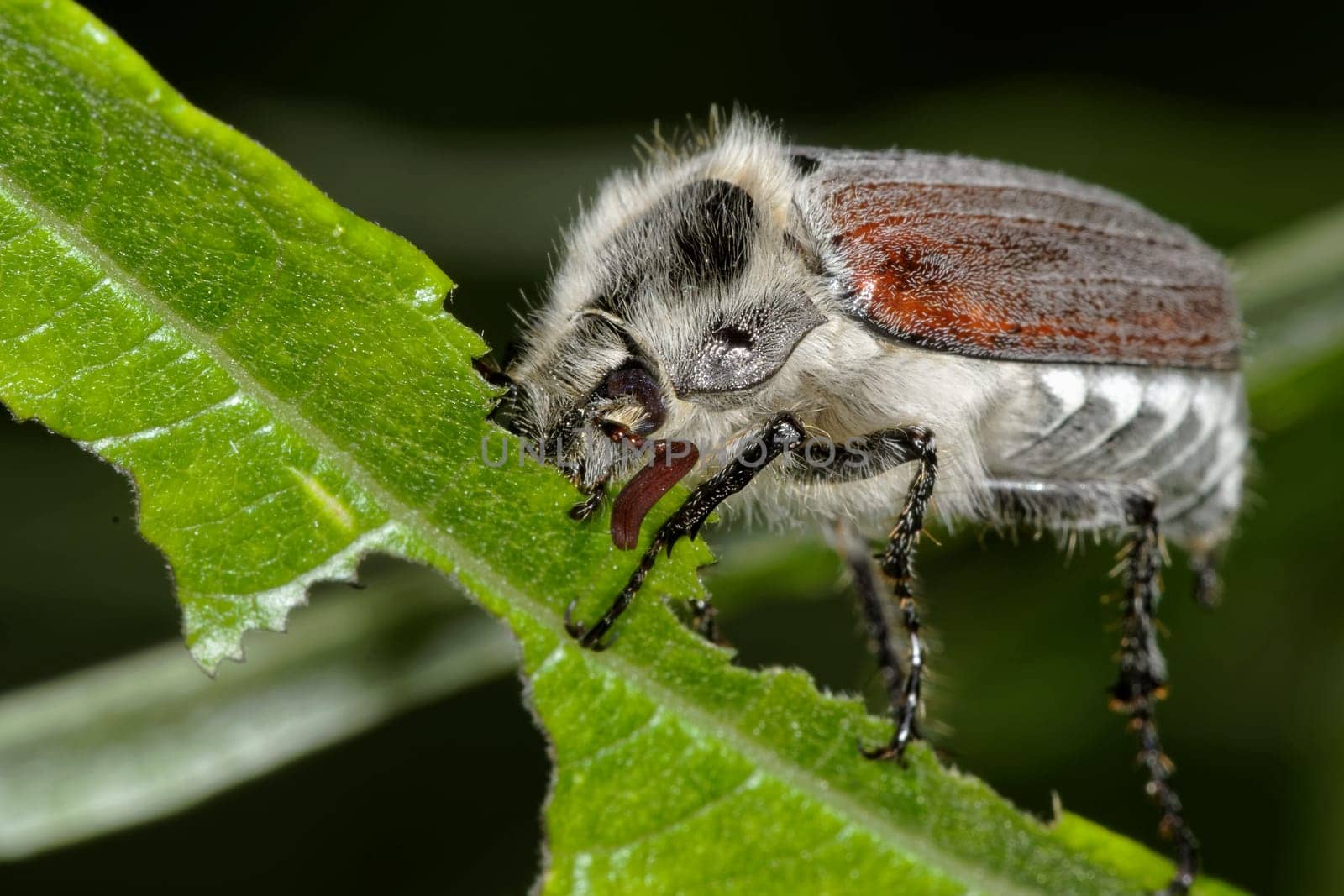 cockchafer eating on a leaf