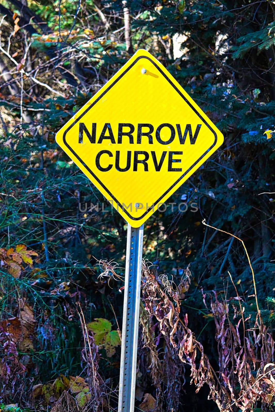 A yellow Narrow Curve sign with trees in the background.