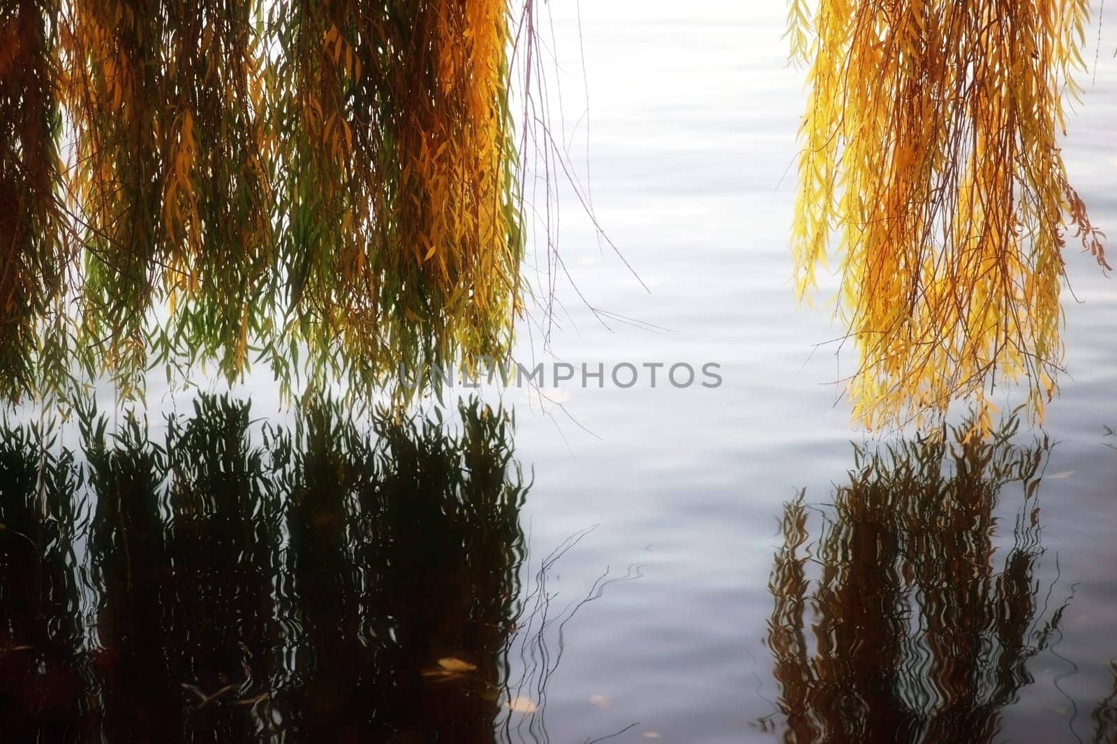 The light-shone colorful leaves of a weeping willow in autumn, which reflects on the water surface.