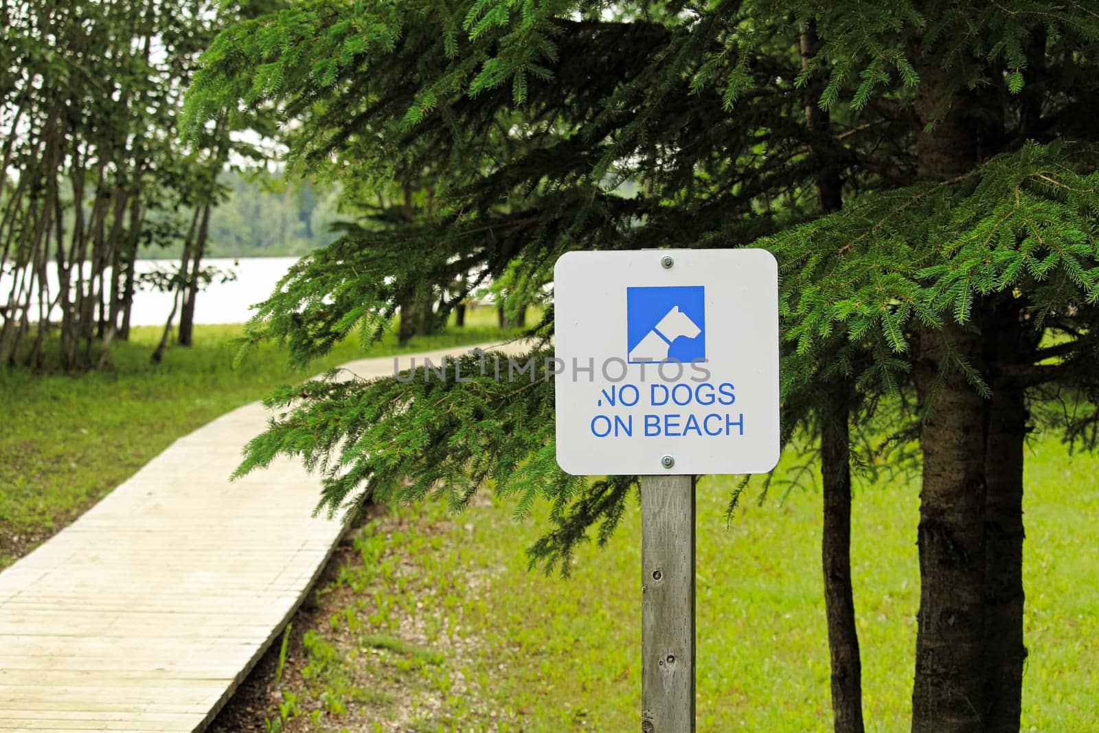 A white no dogs allowed on beach sign.