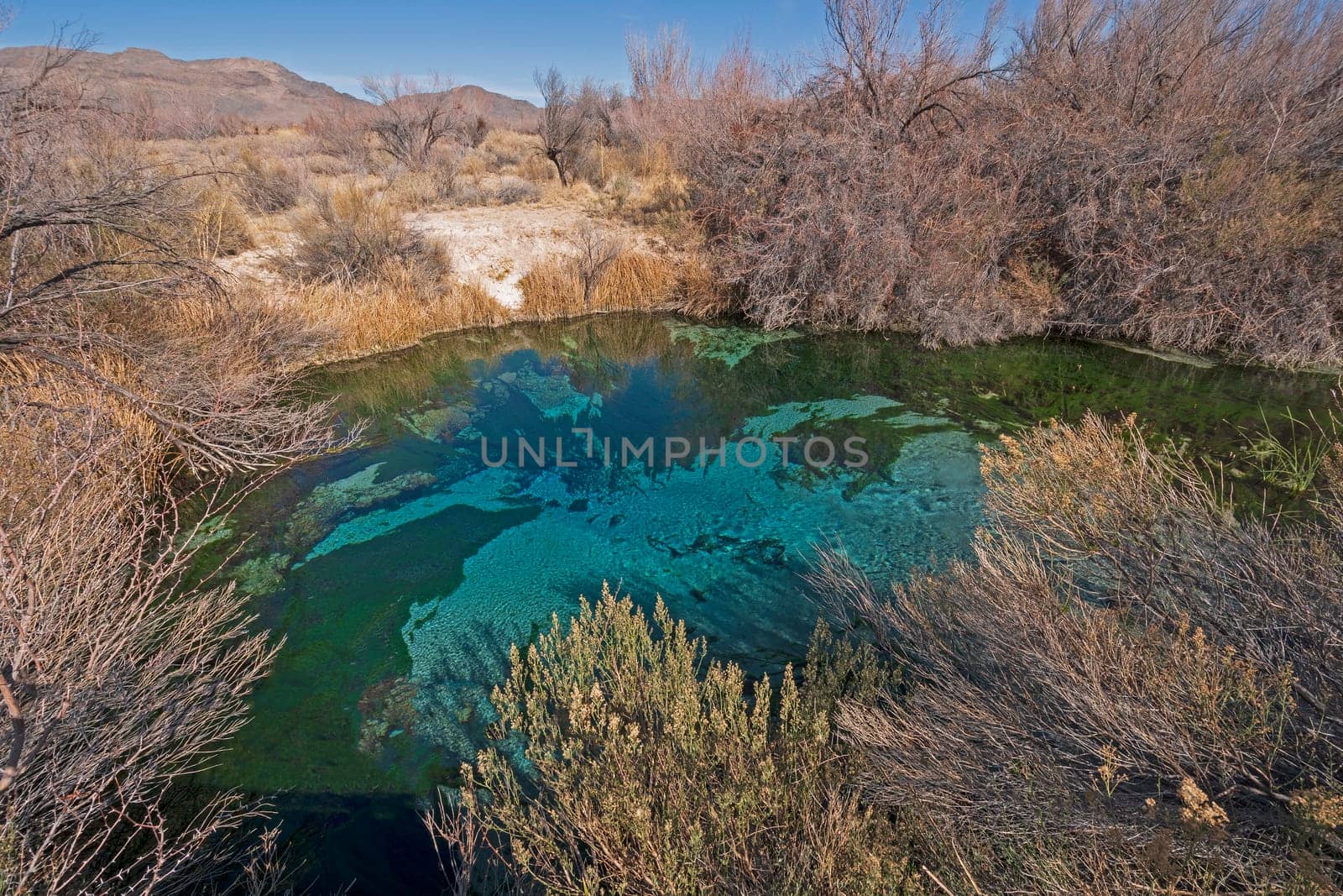Natural Spring in a Desert Valley in Ash Meadows National Wildlife Refuge in Nevada