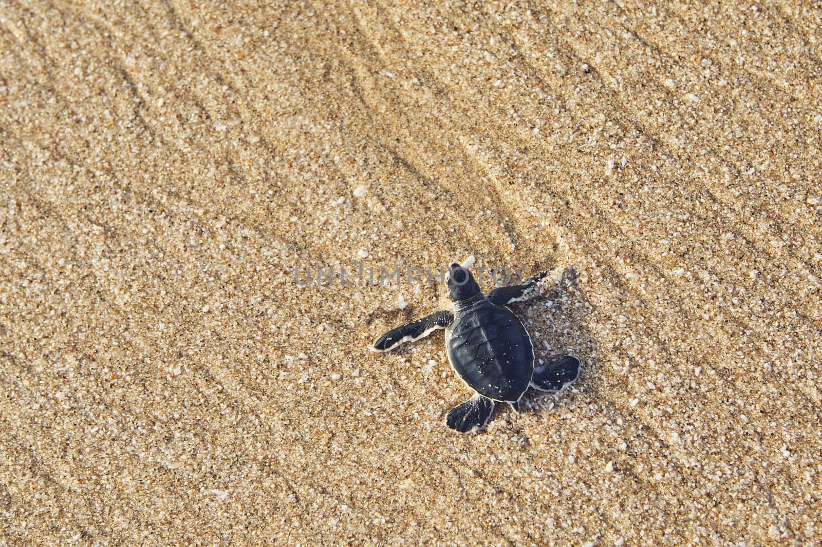 Freshly hatched turtle on the way across beach into sea. Ras Al Jinz, Sultanate of Oman.
