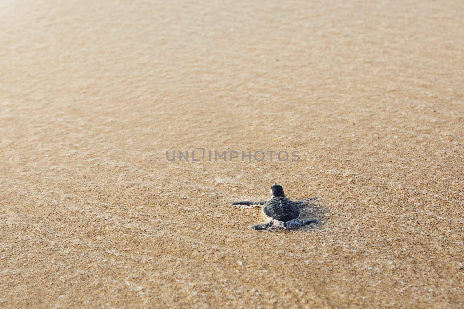 Freshly hatched turtle on the way across beach into sea. Ras Al Jinz, Sultanate of Oman.