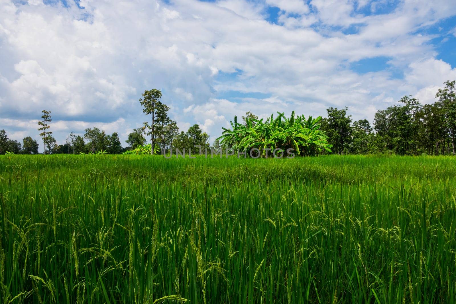 Asian rice paddy with sky and beautiful clouds