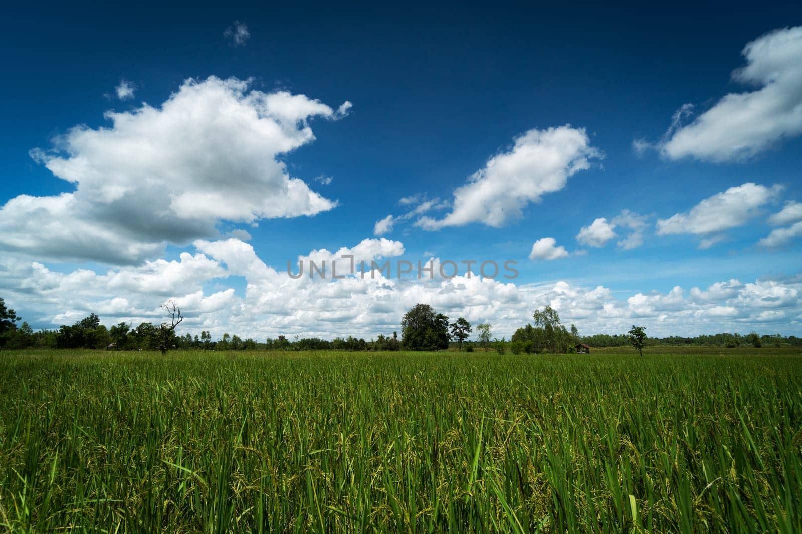 Asian rice paddy with sky and beautiful clouds