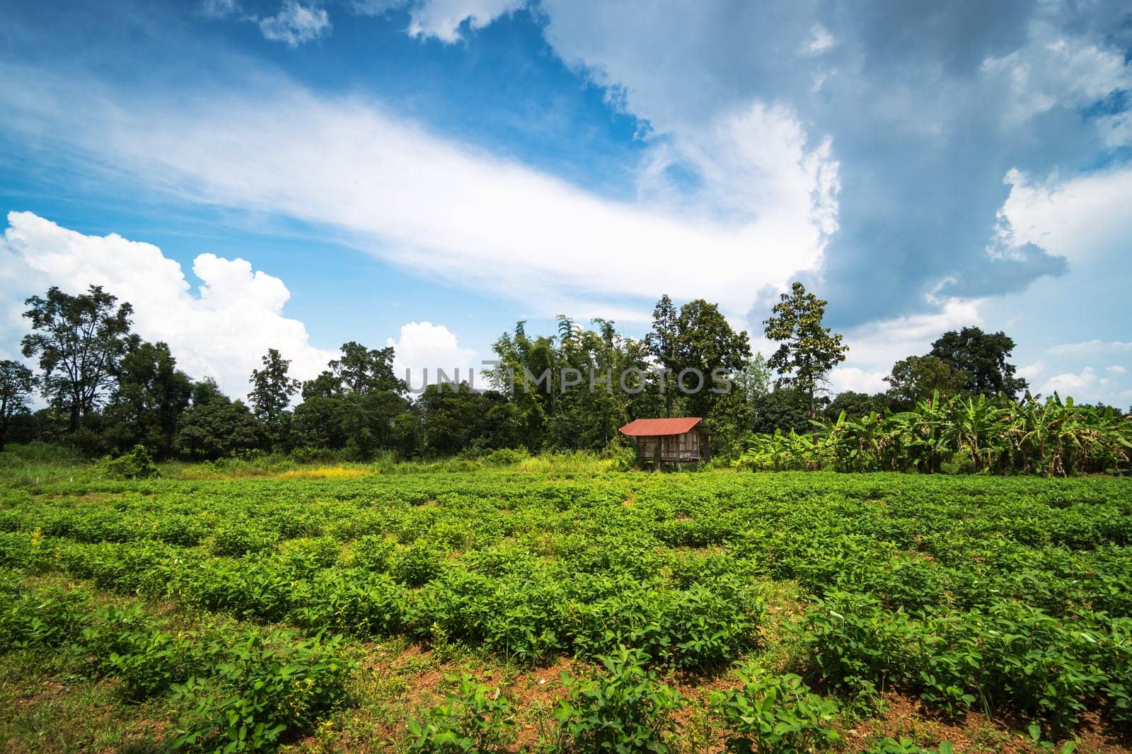 Agriculture Landscape with peanut plantation and clouds
