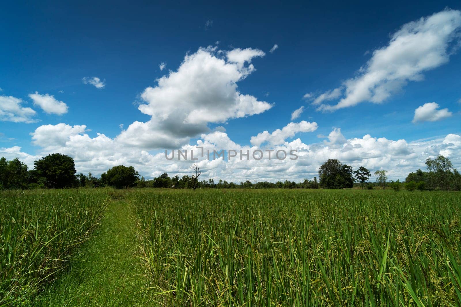 Asian rice paddy with sky and beautiful clouds