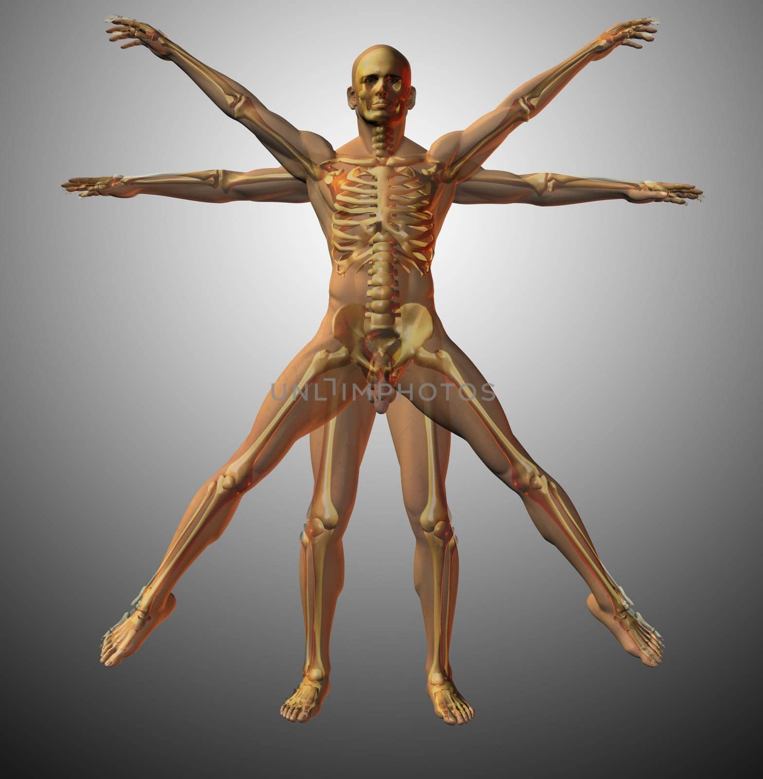 Anatomical vitruvian man. X-ray. 3D rendering