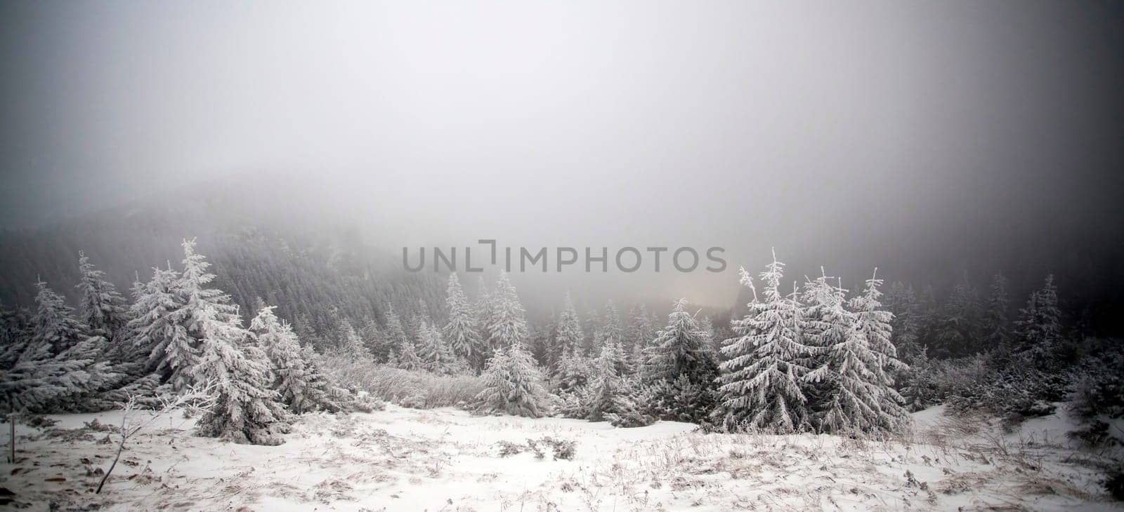 Christmas and New Year background with winter trees in mountains covered with fresh snow - Magic holiday background