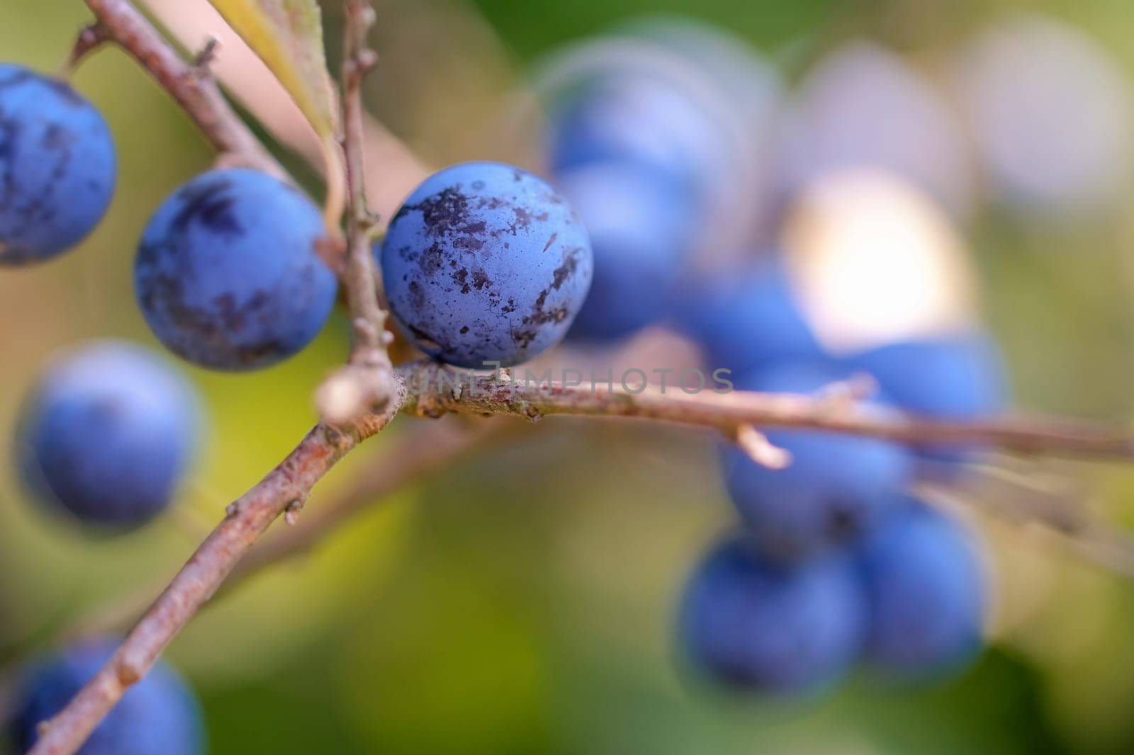 Fruit of Blackthorn - Prunus spinosa in a macro shot - soft bokeh