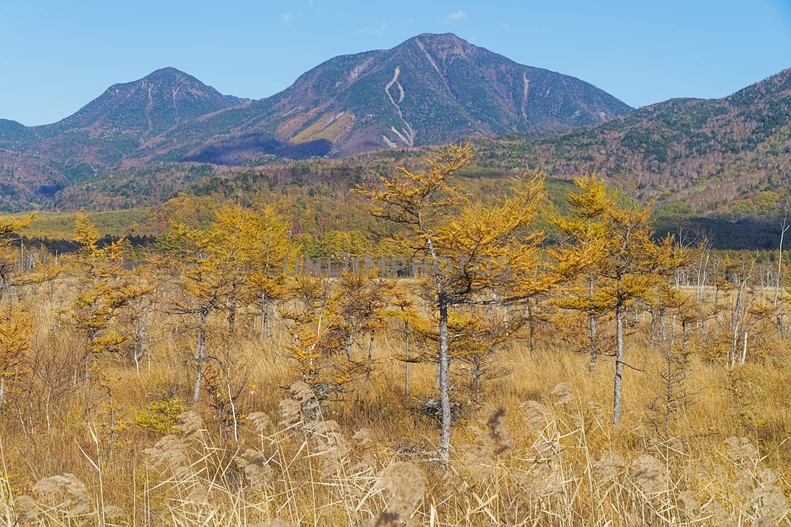 Senjogahara covers the plateau between Chuzenjiko and Yumoto Onsen. It is particularly beautiful during the autumn leaf season in October when the marshland's grasses turn into a reddish yellow and the larch trees into a shiny gold.