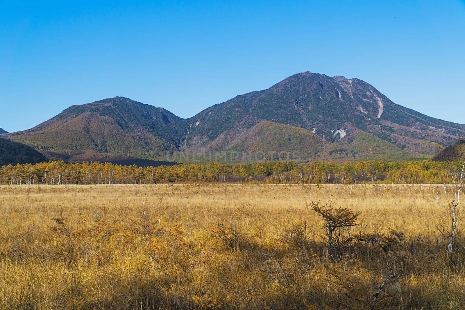 Senjogahara covers the plateau between Chuzenjiko and Yumoto Onsen. It is particularly beautiful during the autumn leaf season in October when the marshland's grasses turn into a reddish yellow and the larch trees into a shiny gold.