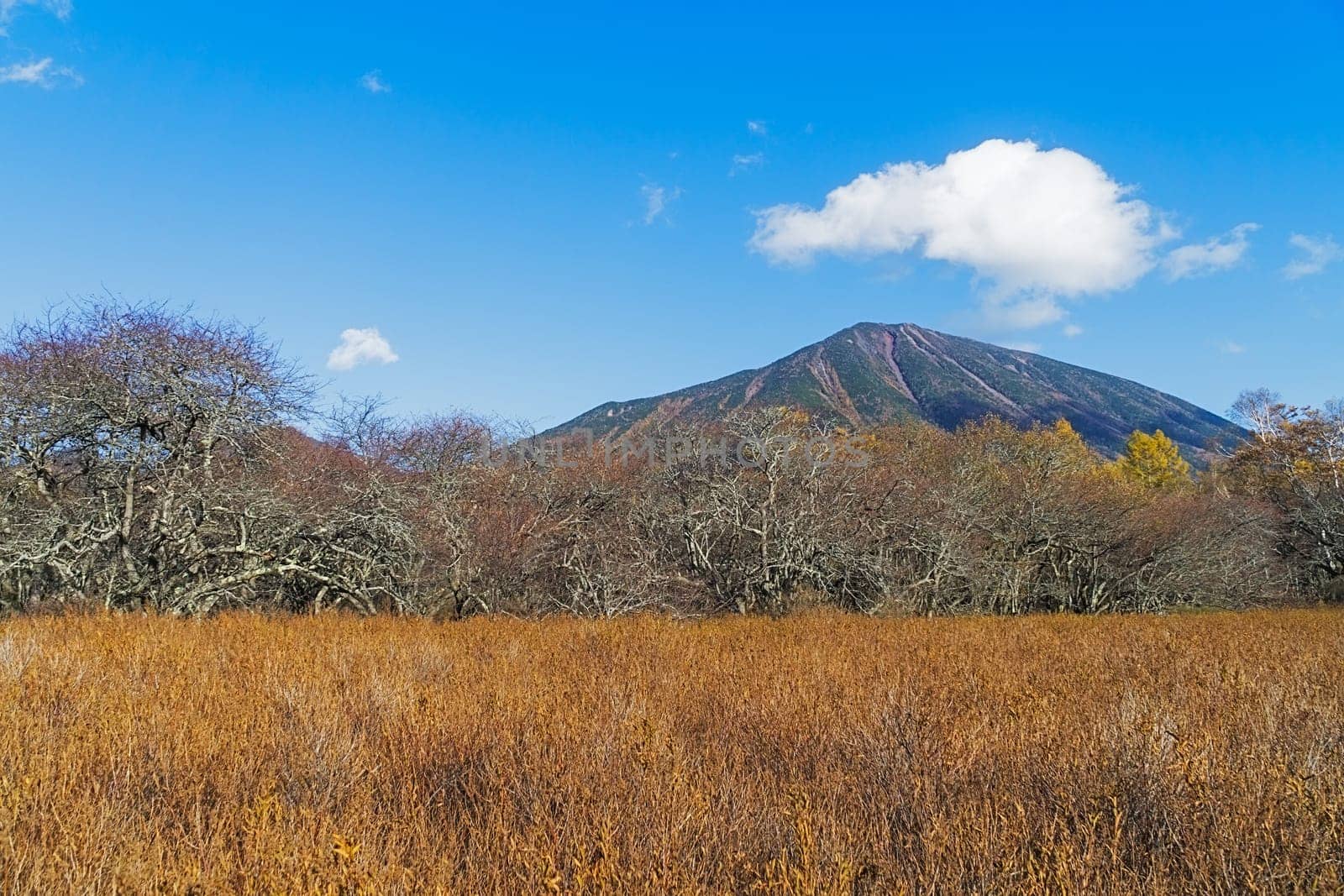 Senjogahara covers the plateau between Chuzenjiko and Yumoto Onsen. It is particularly beautiful during the autumn leaf season in October when the marshland's grasses turn into a reddish yellow and the larch trees into a shiny gold.