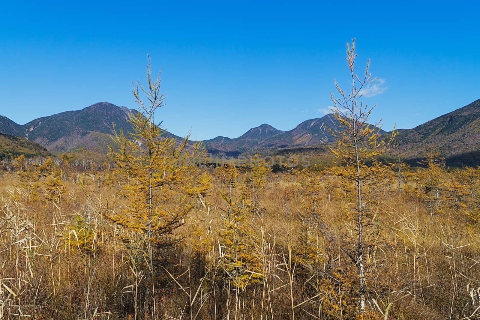 Senjogahara covers the plateau between Chuzenjiko and Yumoto Onsen. It is particularly beautiful during the autumn leaf season in October when the marshland's grasses turn into a reddish yellow and the larch trees into a shiny gold.