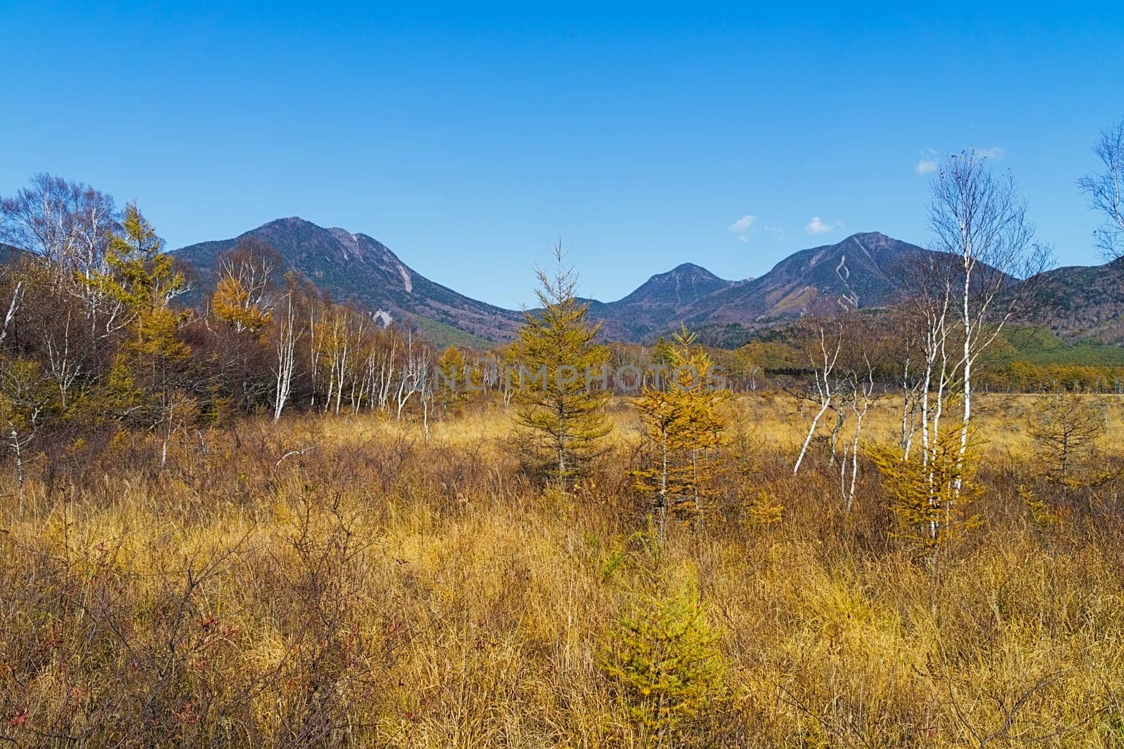 Senjogahara covers the plateau between Chuzenjiko and Yumoto Onsen. It is particularly beautiful during the autumn leaf season in October when the marshland's grasses turn into a reddish yellow and the larch trees into a shiny gold.