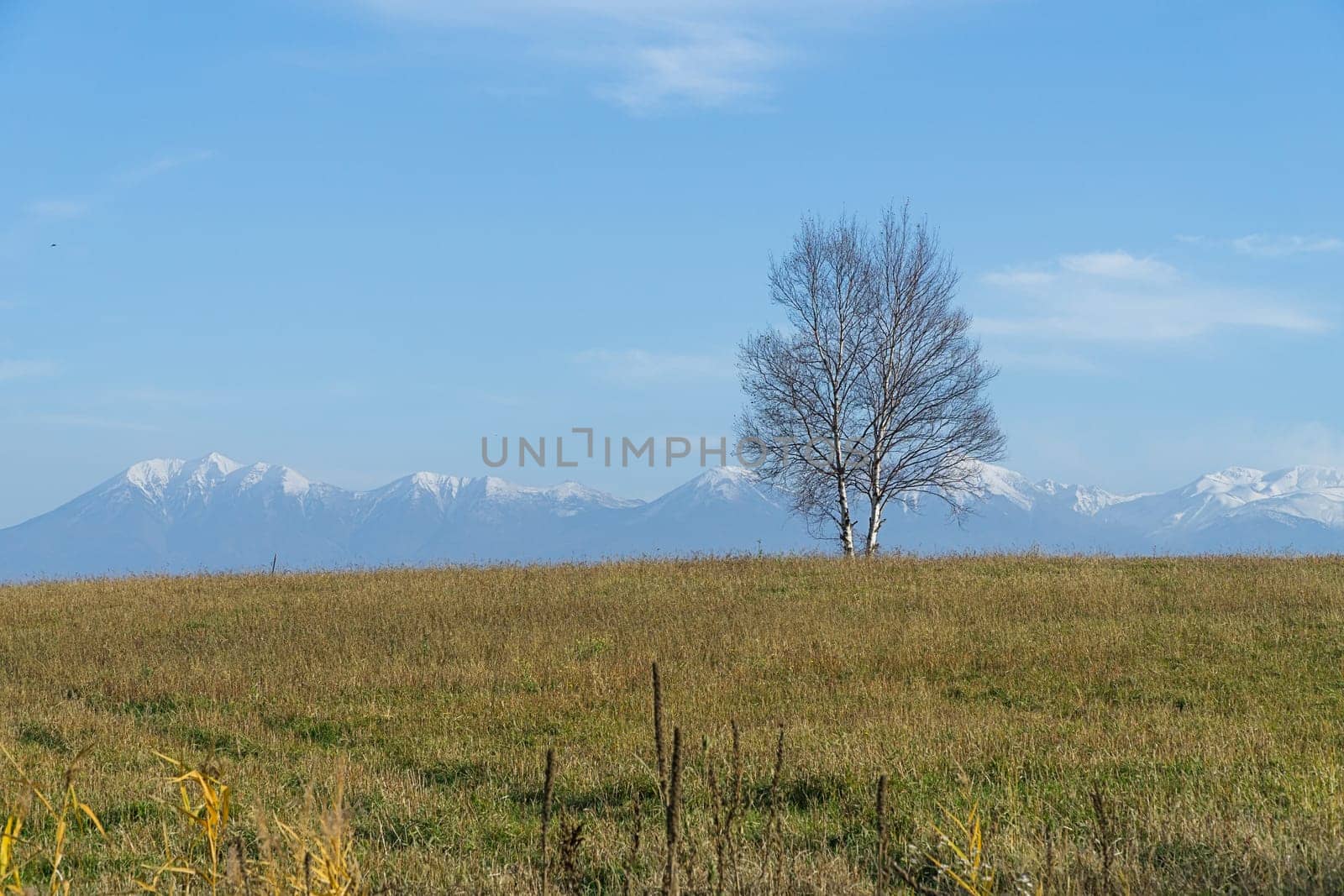 Biei is a small town surrounded by a picturesque landscape of gently rolling hills and vast fields. A pleasant way to enjoy the charm of Biei is by cycling or driving through the hills and visiting some of the flower fields and famous trees along the way.
