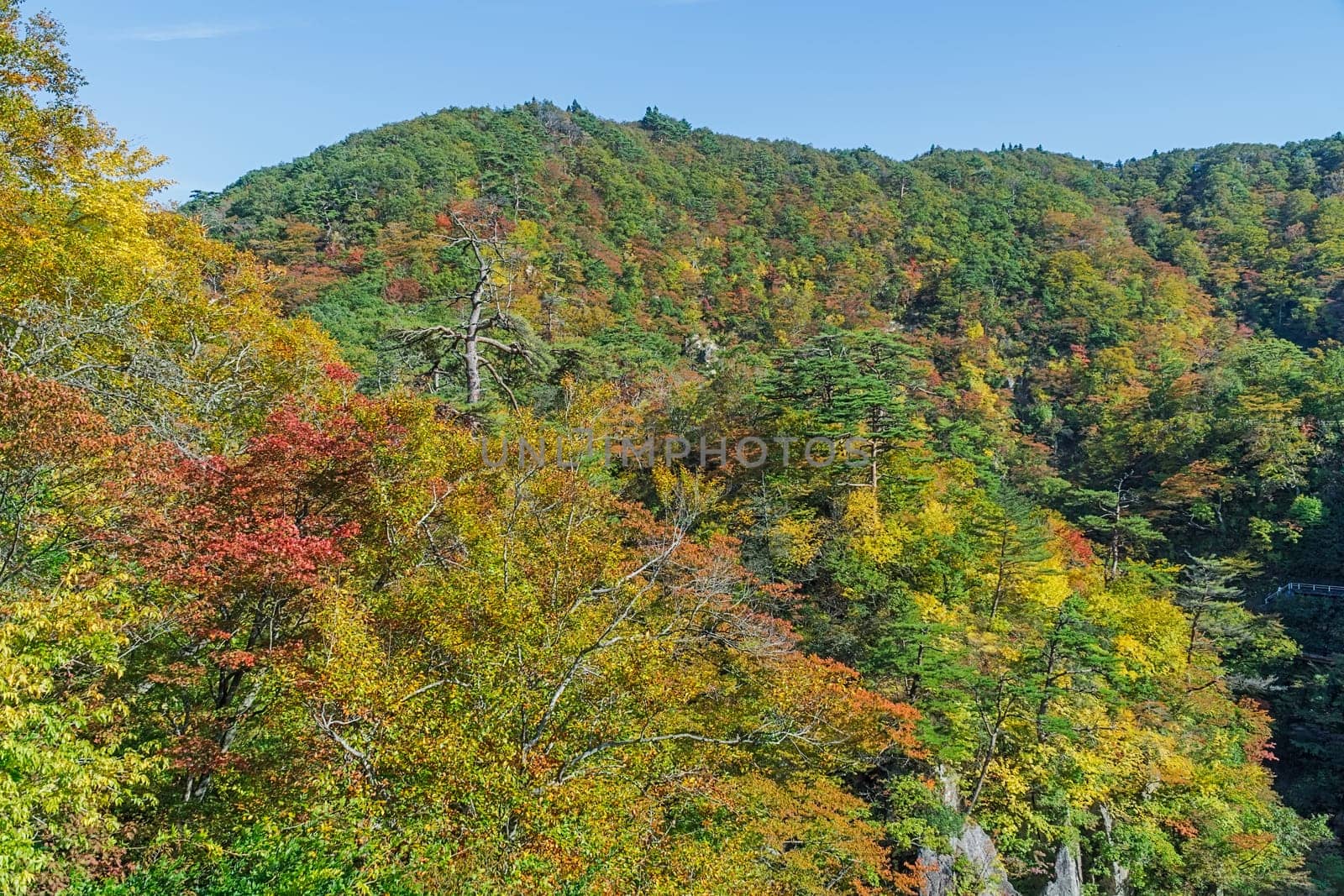 Naruko Gorge is one of the Tohoku Region's most scenic gorges. It is located in north-western Miyagi Prefecture, about 70 kilometers from Sendai. Every year around late October to early November, the gorge transforms into one of the region's most popular autumn color.