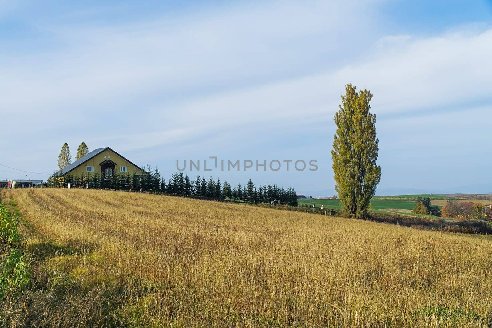 Biei is a small town surrounded by a picturesque landscape of gently rolling hills and vast fields. A pleasant way to enjoy the charm of Biei is by cycling or driving through the hills and visiting some of the flower fields and famous trees along the way.