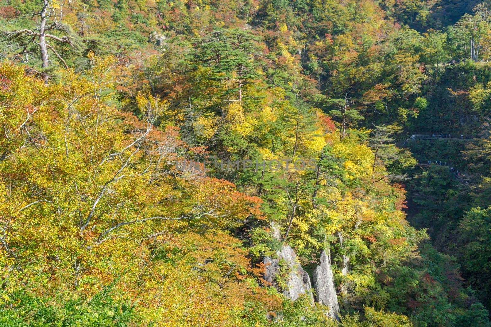 Naruko Gorge is one of the Tohoku Region's most scenic gorges. It is located in north-western Miyagi Prefecture, about 70 kilometers from Sendai. Every year around late October to early November, the gorge transforms into one of the region's most popular autumn color.