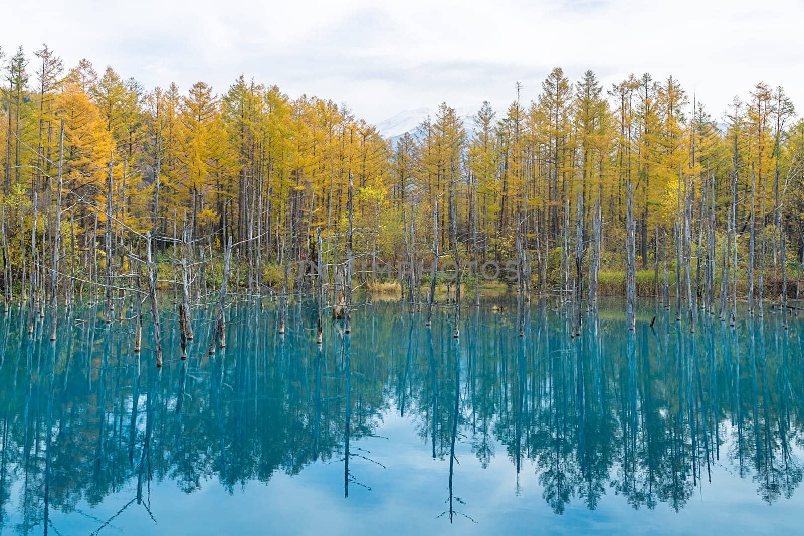Blue Pond is a man-made pond feature in Biei, Hokkaido, Japan. It is the result of works on the Biei River, carried out after the 1988 eruption of Mount Tokachi, to protect the town of Biei from volcanic mudflows. The colour is thought to result from the accidental presence of colloidal aluminium hydroxide in the water.