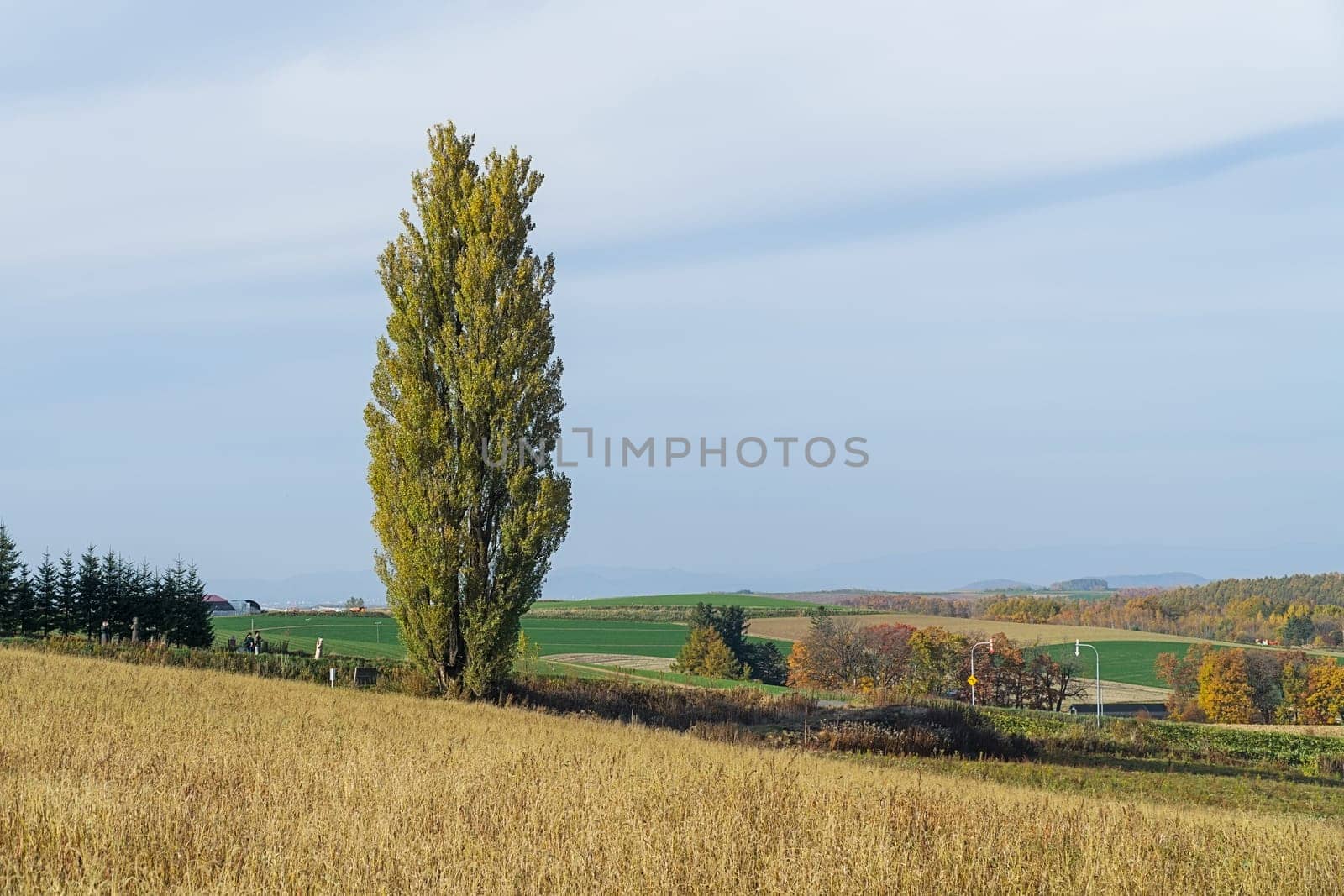 Biei is a small town surrounded by a picturesque landscape of gently rolling hills and vast fields. A pleasant way to enjoy the charm of Biei is by cycling or driving through the hills and visiting some of the flower fields and famous trees along the way.