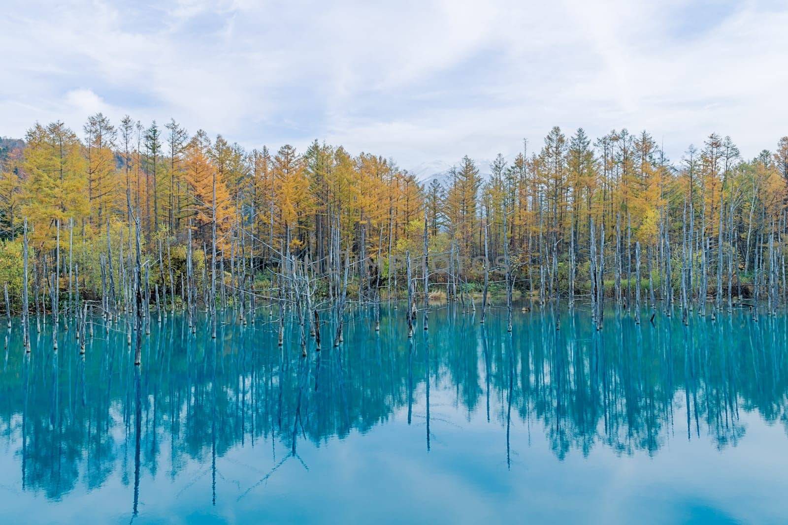 Blue Pond is a man-made pond feature in Biei, Hokkaido, Japan. It is the result of works on the Biei River, carried out after the 1988 eruption of Mount Tokachi, to protect the town of Biei from volcanic mudflows. The colour is thought to result from the accidental presence of colloidal aluminium hydroxide in the water.