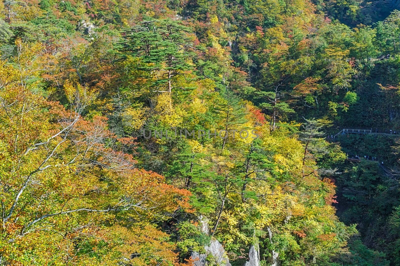 Naruko Gorge is one of the Tohoku Region's most scenic gorges. It is located in north-western Miyagi Prefecture, about 70 kilometers from Sendai. Every year around late October to early November, the gorge transforms into one of the region's most popular autumn color.
