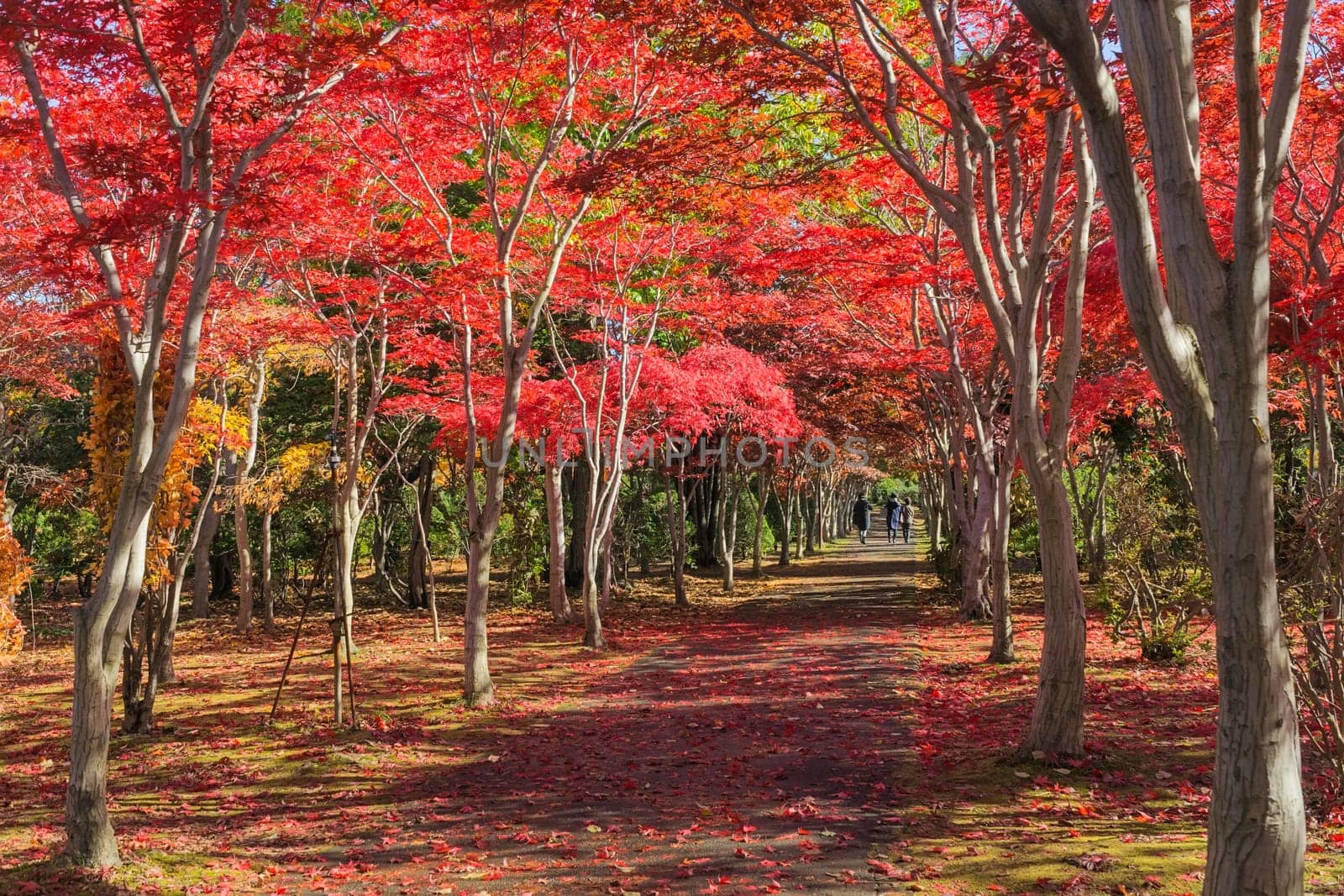 This photo was shot from Hiraoka Tree Art Center in Sapporo, Hokkaido, Japan. All trees change color from green to red in autumn before coming winter. This place is one of popular for tourist attraction in Sapporo.