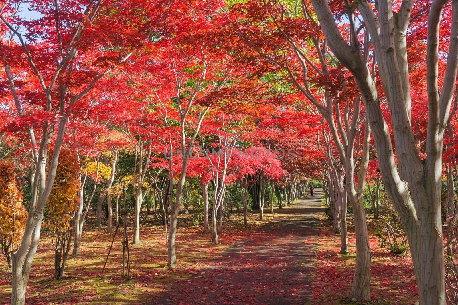 This photo was shot from Hiraoka Tree Art Center in Sapporo, Hokkaido, Japan. All trees change color from green to red in autumn before coming winter. This place is one of popular for tourist attraction in Sapporo.