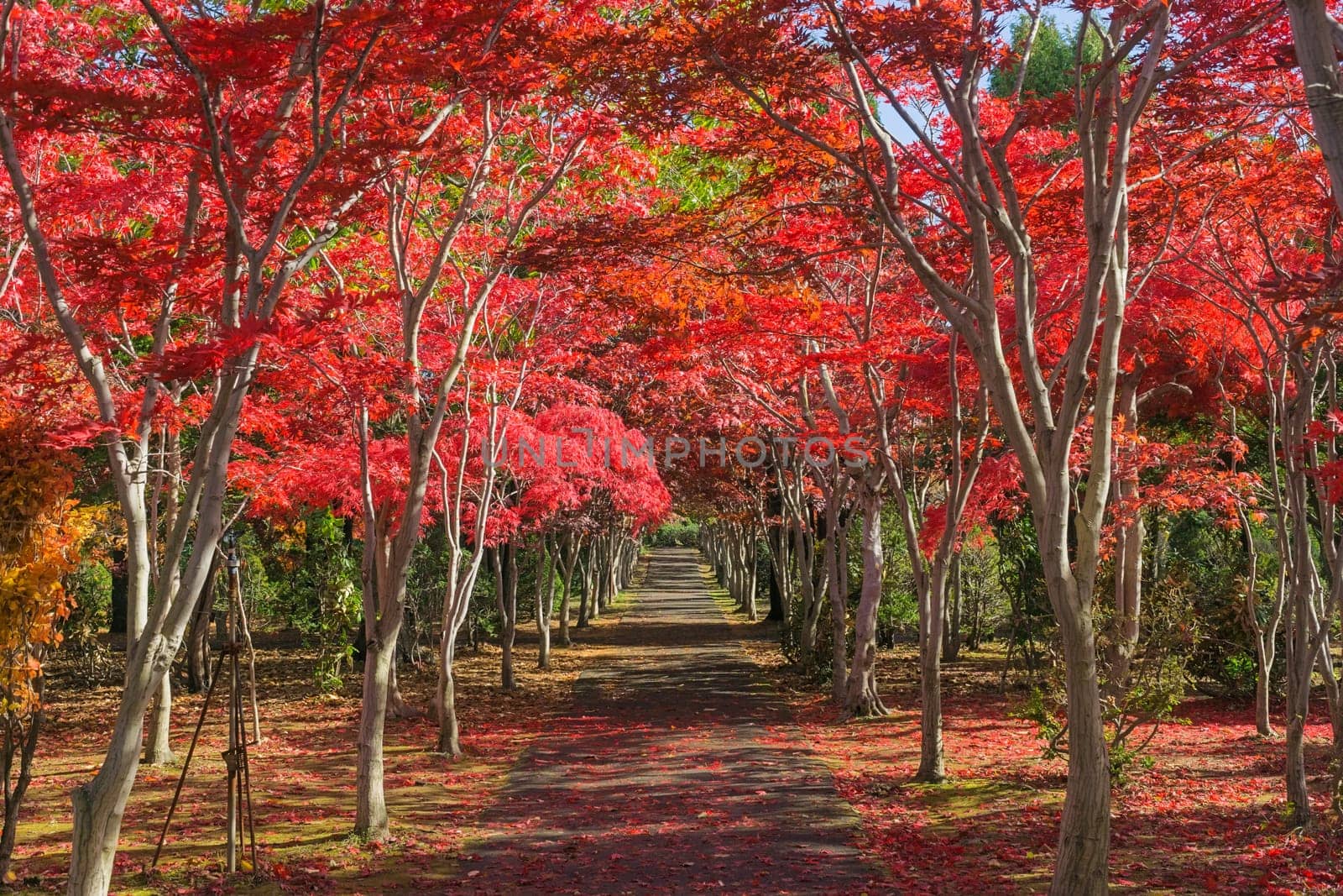 This photo was shot from Hiraoka Tree Art Center in Sapporo, Hokkaido, Japan. All trees change color from green to red in autumn before coming winter. This place is one of popular for tourist attraction in Sapporo.